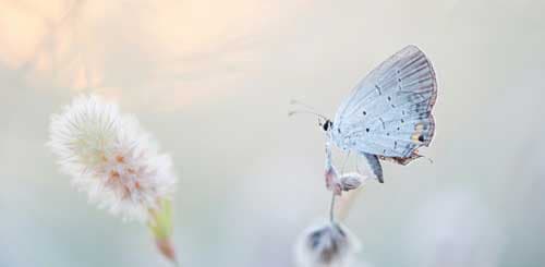 butterfly-4