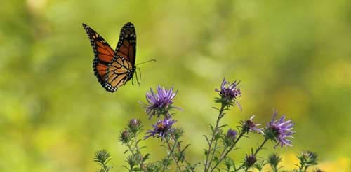 butterfly-5