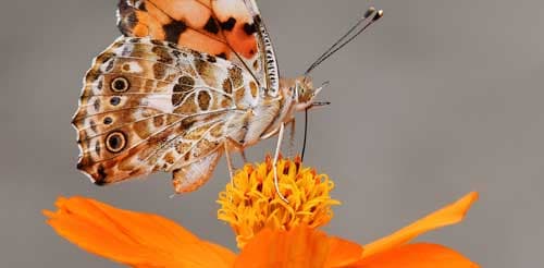 butterfly3